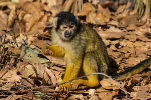 Singe écureuil ou Saïmiri